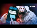 Singes, tigres... Le fléau de la vente illégale en ligne d'animaux sauvages