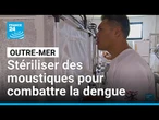 À Tahiti, des moustiques stériles relâchés pour combattre la dengue • FRANCE 24