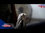 Messico, caldo record e siccità: animali si rinfrescano con l'aria condizionata