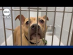 Animal shelters overwhelmed as owners give up pets