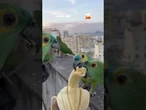 Com Pão de Açúcar ao fundo, papagaios almoçam no RJ e encantam morador