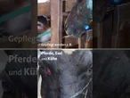 Die Tierhilfe in #Albanien versucht, so viele verletzte Tiere wie möglich zu retten #tagesschau