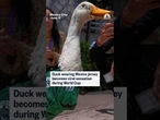 Duck wearing Mexico jersey becomes viral sensation