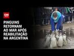 Pinguins retornam ao mar após reabilitação na Argentina; veja momento | CNN BRASIL