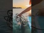 Woman bravely rescues a shark tangled in a fishing line with her bare hands #foxnews #viral #shorts