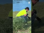 Ducklings rescued from drain in Massachusetts