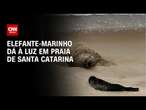 Elefante-marinho dá à luz em praia de Santa Catarina | AGORA CNN