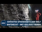 GRIECHENLAND: Größtes Spinnennetz der Welt mit 100.000 Tieren entdeckt