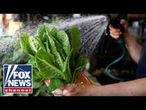 FDA DOUBLES DOWN on contaminated lettuce outbreak despite false positive