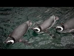 Les manchots de Magellan sont de retour à l'aquarium de Lisbonne, pour le plus grand plaisir...