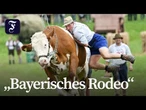 Über 10.000 Besucher bei Ochsenrennen in Bayern