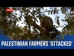 Palestinian farmers are 'attacked' and 'intimidated' during this year's olive harvest