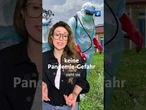 Hier kommen drei News der Woche #tagesschau #nachrichten #führerschein #ebola #wm2026