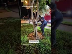 Florida firefighter saves an owl stuck at the base of a tree.