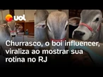 Churrasco, o boi influenciador, viraliza ao mostrar sua rotina vivendo como pet no Rio de Janeiro