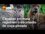 Câmeras registram crescimento de onça-pintada no Parque Nacional do Iguaçu; veja vídeos