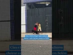 Cães e tutores brigam após #cachorro cheirar o outro durante passeio em Belém #shorts #viral #news