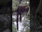 Millions of bees swarm Texas neighborhood after truck tips over