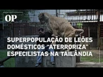 Tailândia enfrenta superpopulação de leões domesticados e deixa especialistas "aterrorizados"