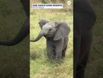 Ferocious baby elephant charges at safari tourists