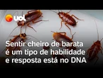 Barata tem cheiro? Veja por que algumas pessoas sentem o odor do inseto e outras não; vídeo