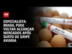 Brasil pode voltar alcançar mercados após surto de gripe aviária, diz especialista | LIVE CNN