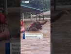 Elephants rescued from rising flood waters in Thailand