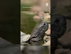 Tortoises enjoy flower feast for World Turtle Day
