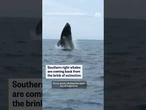 Southern right whales come back after near extinction