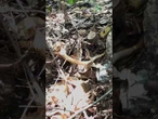 UFC de cobras? Guia de turismo flagra embate cobra caninana e cobra cipó em Bonito (MS)