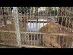 Zoológico tailandês fecha área de grandes felinos após morte de tratador | AFP