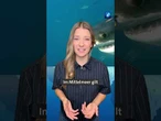 Mehr als die Hälfte der Haiarten im Mittelmeer gilt als gefährdet. #hai #weißerhai #wissen