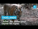 En Thaïlande, des proies lâchées dans la jungle pour sauver les tigres • FRANCE 24
