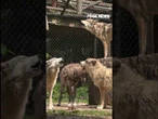 WATCH: A howling good time in Tennessee #shorts #wolves #animals #usa #viral #us #new #video