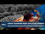 GREAT BARRIER REEF: Meeresbiologen verzweifeln! 90 Prozent des Korallenriffs bereits ausgeblichen!