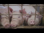 AGRO INFO | 8.05.2025 | TV Republika