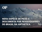 Nova espécie de peixe pré-histórico é descoberta por pesquisadores do Brasil na Antártica