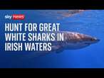 Are great white sharks appearing in Irish waters?