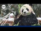 Twin pandas experience first snow in South Korean zoo