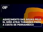 Aquecimento das águas pelo El Niño atrai tubarões para a costa de Pernambuco, aponta cientista