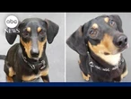 Rescued mutt Miles takes Westminster Dog Show by storm