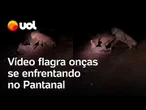 Onças-pintadas são flagradas brigando no Pantanal de MS; vídeo mostra ataques, mordidas e arranhões