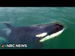 Whale hello there: Coast Guard launches program to protect endangered whales