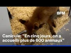 Avec la canicule, les centres de soins pour animaux sauvages sont en alerte rouge