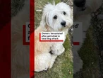 Dog owners hold back tears after fatal attack. #Dog #Bristol #BBCNews