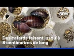 Australie: plus de 100.000 cafards illégaux saisis