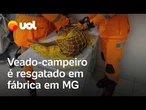Veado-campeiro é resgatado em complexo industrial em MG