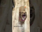 Cachorrinha viraliza com repertório infinito de caras e bocas