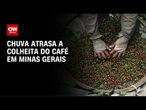 Colheita de café avança para 16% na área da Cooxupé, menor ritmo desde 2024 | CNN AGRO NEWS