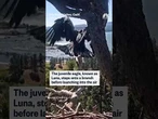 A young bald eagle takes its first flight, leaving a popular California livestream nest empty